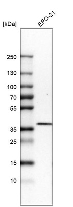 Anti-TMEM173 Antibody