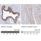 Anti-ARFIP2 Antibody