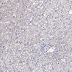 Anti-ARFIP2 Antibody