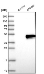 Anti-ARFIP2 Antibody