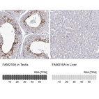 Anti-FAM216A Antibody