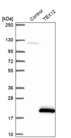 Anti-TEX12 Antibody