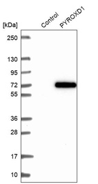 Anti-PYROXD1 Antibody