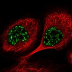 Anti-PYROXD1 Antibody