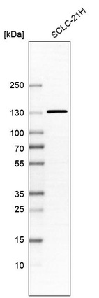 Anti-TGFBRAP1 Antibody