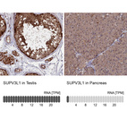 Anti-SUPV3L1 Antibody