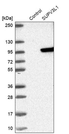 Anti-SUPV3L1 Antibody