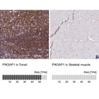 Anti-PIK3AP1 Antibody