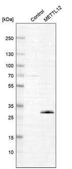 Anti-METTL12 Antibody