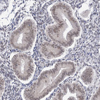 Anti-VGLL4 Antibody