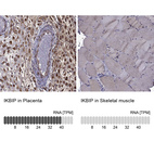 Anti-IKBIP Antibody