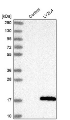 Anti-LYZL4 Antibody