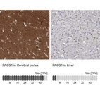 Anti-PACS1 Antibody