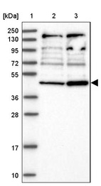 Anti-RNF44 Antibody