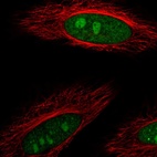 Anti-DDX23 Antibody