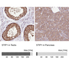 Anti-STIP1 Antibody