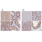 Anti-STIP1 Antibody