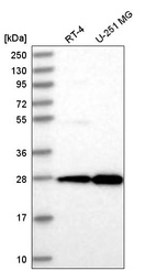 Anti-EMG1 Antibody