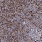 Anti-DCUN1D2 Antibody