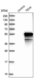 Western blot analysis in control (vector only transfected HEK293T lysate) and TEX9 over-expression lysate (Co-expressed with a C-terminal myc-DDK tag (~3.1 kDa) in mammalian HEK293T cells, LY404907).