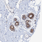 Anti-RASSF9 Antibody