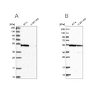 Anti-RASSF9 Antibody