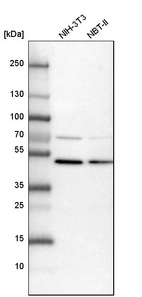 Anti-RASSF9 Antibody