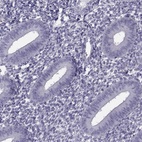 Anti-FAM71B Antibody