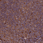 Anti-EHBP1L1 Antibody