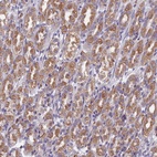 Anti-DDX51 Antibody