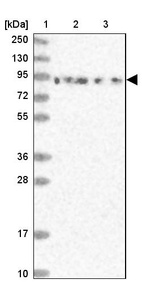 Anti-DDX51 Antibody