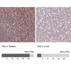 Anti-TAZ Antibody