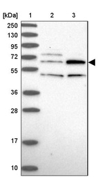 Anti-TBC1D19 Antibody