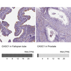 Anti-CASC1 Antibody