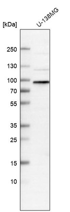 Anti-WHAMM Antibody