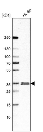 Anti-ESD Antibody