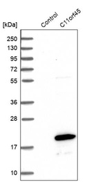 Anti-C11orf45 Antibody