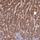 Anti-FAM186B Antibody