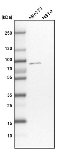 Anti-CSTF3 Antibody