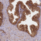 Anti-UFM1 Antibody