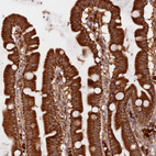 Anti-UFM1 Antibody