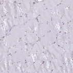 Anti-UFM1 Antibody