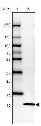 Anti-UFM1 Antibody