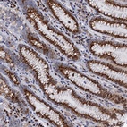 Anti-THAP2 Antibody