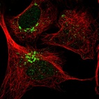 Anti-THAP2 Antibody