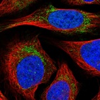 Immunofluorescent staining of human cell line U-2 OS shows localization to nucleoplasm & mitochondria.