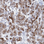 Anti-RAB3IP Antibody