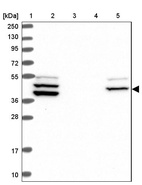 Anti-RAB3IP Antibody