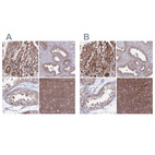 Anti-GOLGA3 Antibody