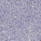 Anti-RHOG Antibody